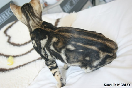 chaton bengal marble